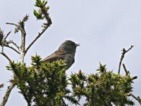 L1190410_Dunnock_.jpg