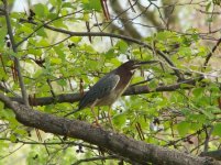 Green Heron.jpg