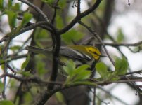 Black-throated Green.jpg