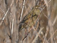 2008-04-23_Grasshopper_Warbler_02.jpg