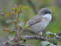 2008-04-22_Lesser_Whitethroat_02.jpg