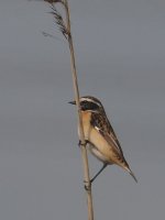 2008-04-22_Whinchat_02.jpg