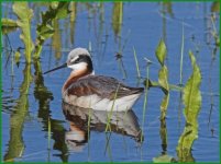 Wilsons phalarope.jpg