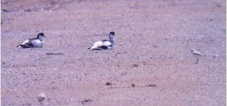 Avocet and Kentish Plover.JPG