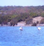 Greater Flamingo.JPG