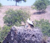 White Stork 2.JPG