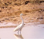 Little Egret 1.JPG