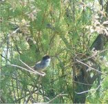 Sardinian Warbler 2.jpg