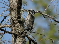 3936 american three-toed woodpecker 3.jpg