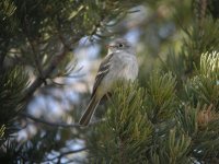 5078 grey flycatcher 2.jpg