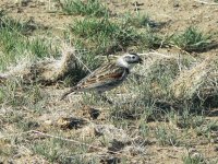 9742 mccown's longspur 2.jpg