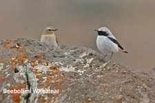 wheatear%20seebohmi.jpg