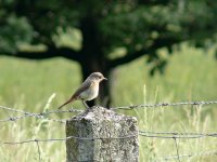 L1190495_Redstart female.jpg