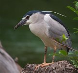 bc night heron.TLS800.jpg