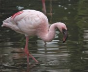 flamingo.TLS800.jpg