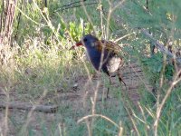 L1180483_Water Rail.jpg