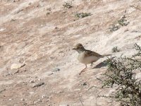 L1180495_Short-toed Lark.jpg