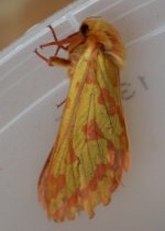 ghost moth.jpg