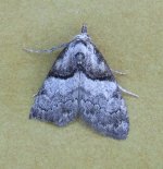 short cloaked moth 30 june.jpg