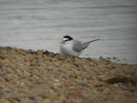 little tern.jpg