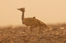 3T9P8452---Houbara-Bustard.jpg