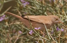 3T9P8635---Desert-Warbler.jpg