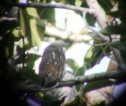 Asian Barred Owlet.JPG