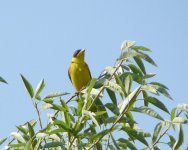 Black-Headed Bunting - Uzumlu (4).JPG