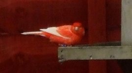 Orange bird.jpg