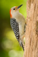 Red-belliedWoodpecker.jpg