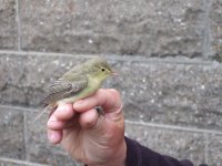 Icterine Warbler 001.jpg