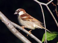 house sparrow boston.jpg