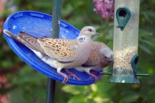 IMGP1033-t-doves-at-feeder-.jpg