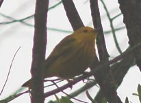 YellowWarbler.jpg