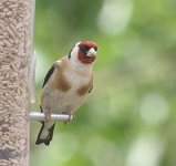 goldfinch3-800.jPG