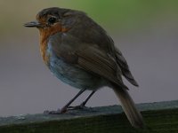 robin2-800.JPG