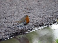 robin3-800.JPG