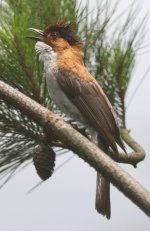 2.ChestnutBulbul.JPG