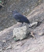 4.BlueWhistlingThrush.JPG