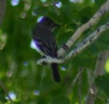 grayflycatcher2.jpg