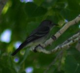 grayflycatcher3.jpg