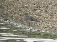 Beddington Farm Wood Sandpiper 1.jpg