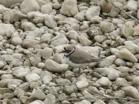 L1190563_Little Ringed Plover.jpg