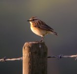 Whinchat1.jpg