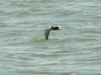 A Black tern(1).JPG