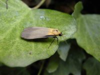 four_spotted_footman_male.jpg