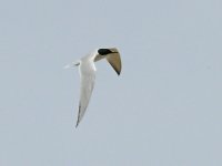 L1180056_Gull-billed Tern.jpg