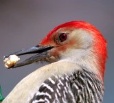 PECKER16.jpg