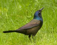 grackle 2.jpg