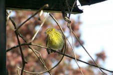 CapeMayWarbler4.jpg